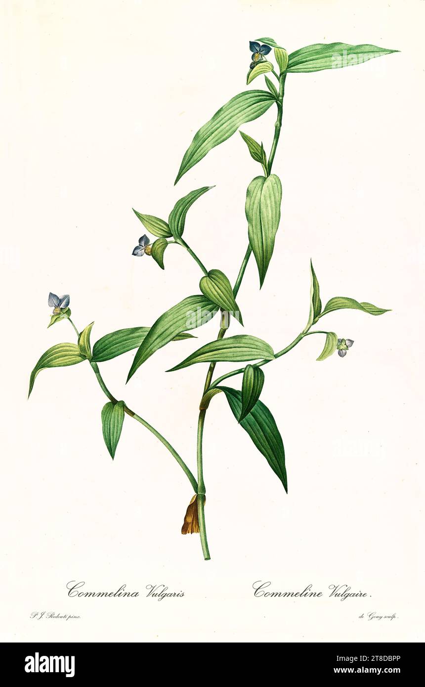 Ancienne illustration du Dayflower asiatique (Commelina communis). Les liacées, de P. J. redouté. Impr. Didot Jeune, Paris, 1805 - 1816 Banque D'Images