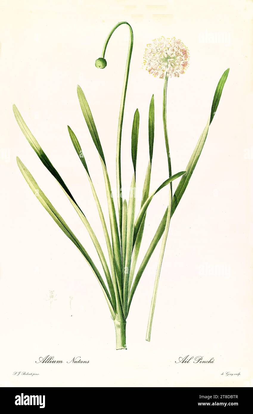 Ancienne illustration de ciboulette de Sibérie (Allium nutans). Les liacées, de P. J. redouté. Impr. Didot Jeune, Paris, 1805 - 1816 Banque D'Images