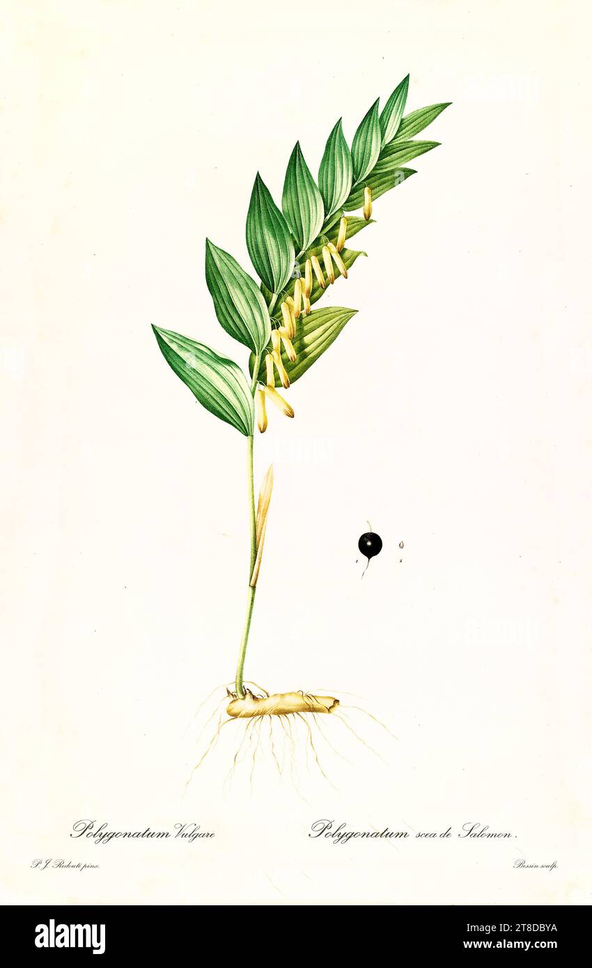 Vieille illustration du sceau parfumé de Salomon (Flagellaria indica). Les liacées, de P. J. redouté. Impr. Didot Jeune, Paris, 1805 - 1816 Banque D'Images