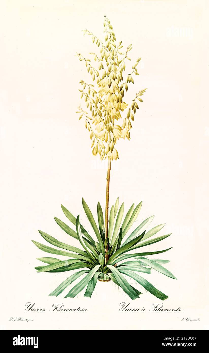 Ancienne illustration du yucca commun (Yucca filamentosa). Les liacées, de P. J. redouté. Impr. Didot Jeune, Paris, 1805 - 1816 Banque D'Images