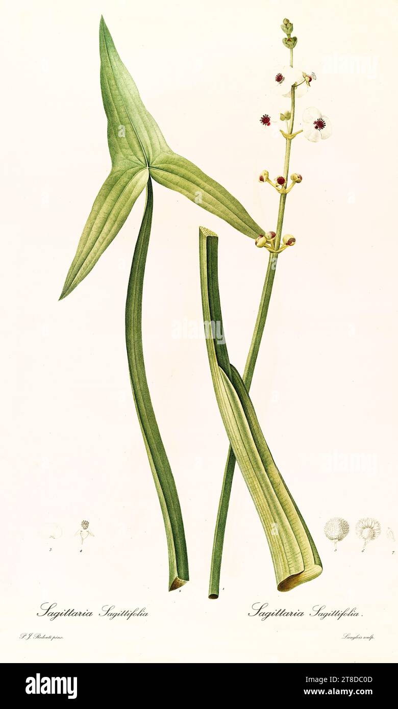Illustration ancienne de la tête d'Arrowhead (Sagittaria sagittifolia). Les liacées, de P. J. redouté. Impr. Didot Jeune, Paris, 1805 - 1816 Banque D'Images