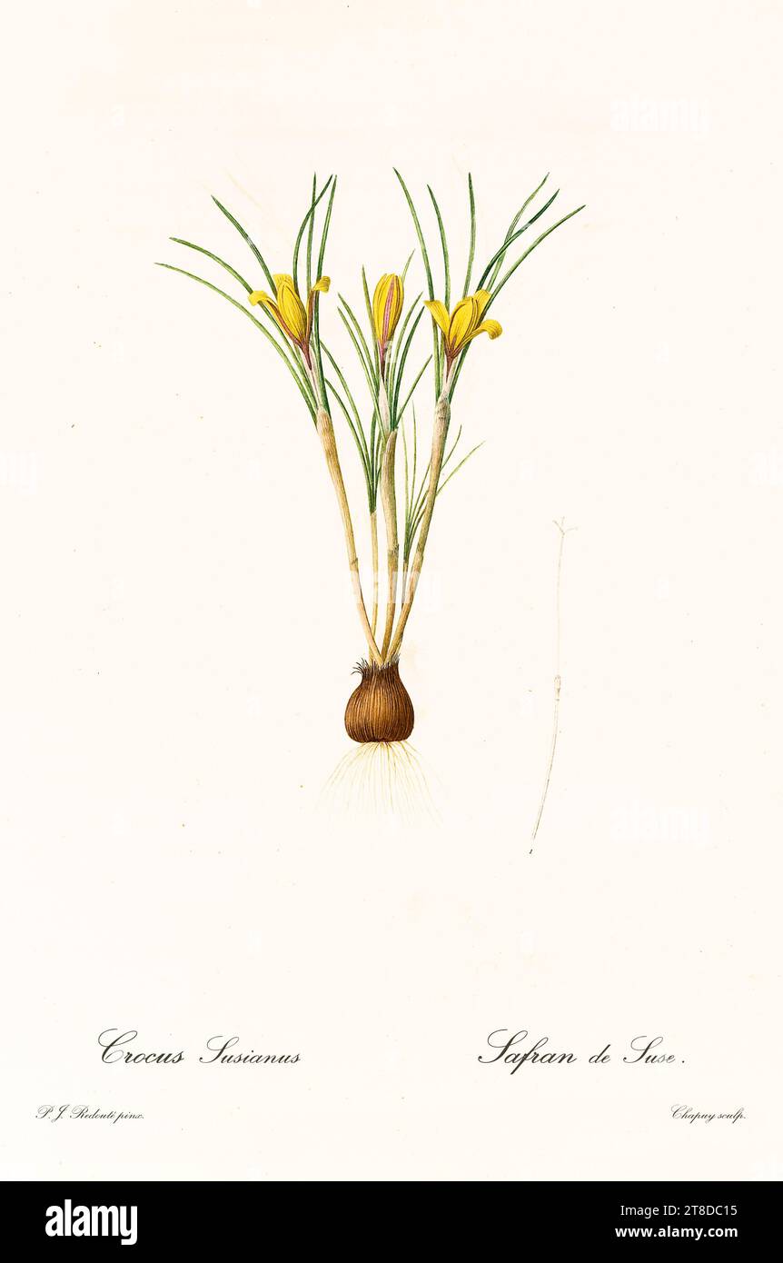 Crocus en tissu d'or (Crocus susianus / angustifolius), gravure botanique verticale colorée à la main, fleurs jaunes, corme et racines, Paris 1805–1816 Banque D'Images