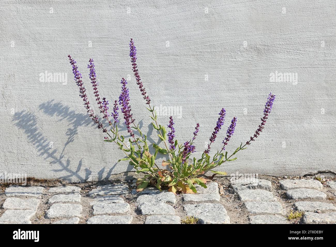 Sauge hybride, Salvia x sylvestris, également connue sous le nom de Salvia vivace, sauge vivace ou sauge des bois, plante à fleurs de Finlande Banque D'Images