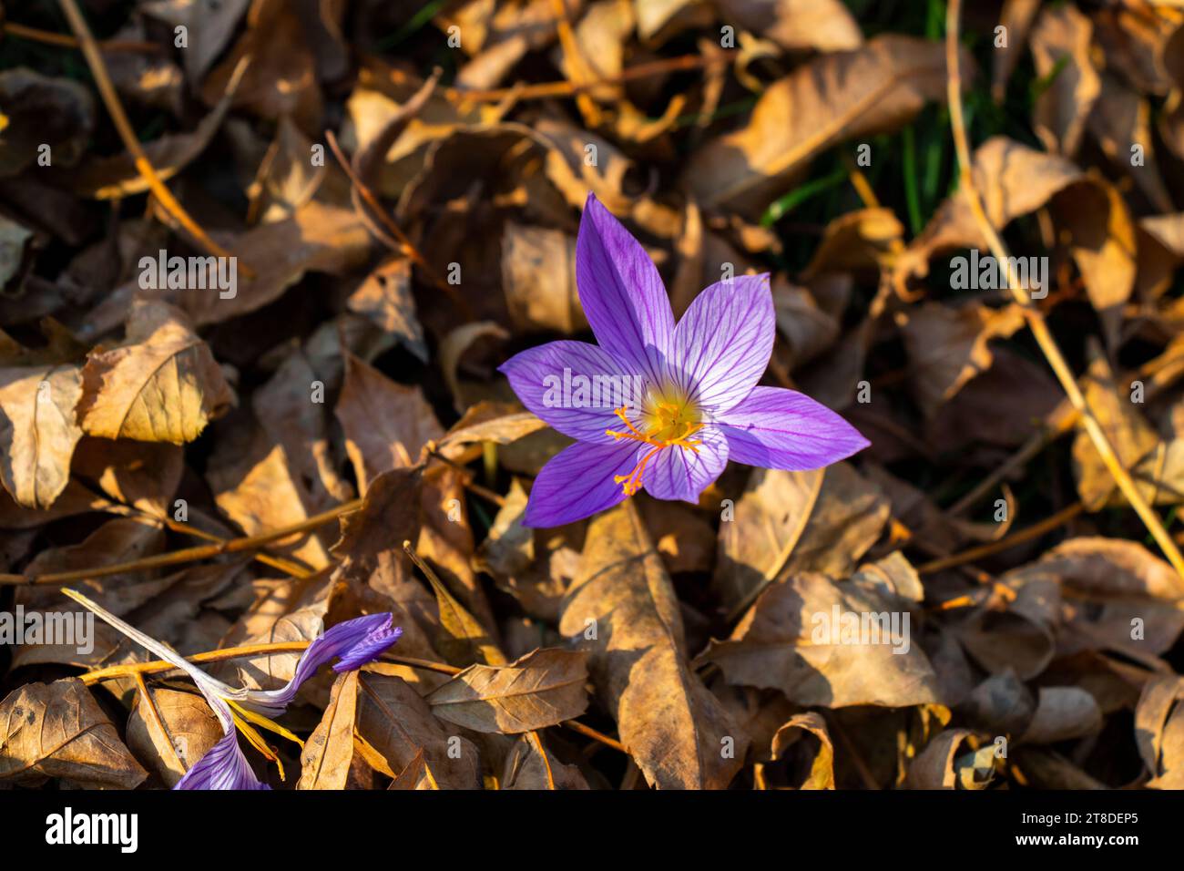 Crocus de Bieberstein, fleur bleue dans la forêt Banque D'Images