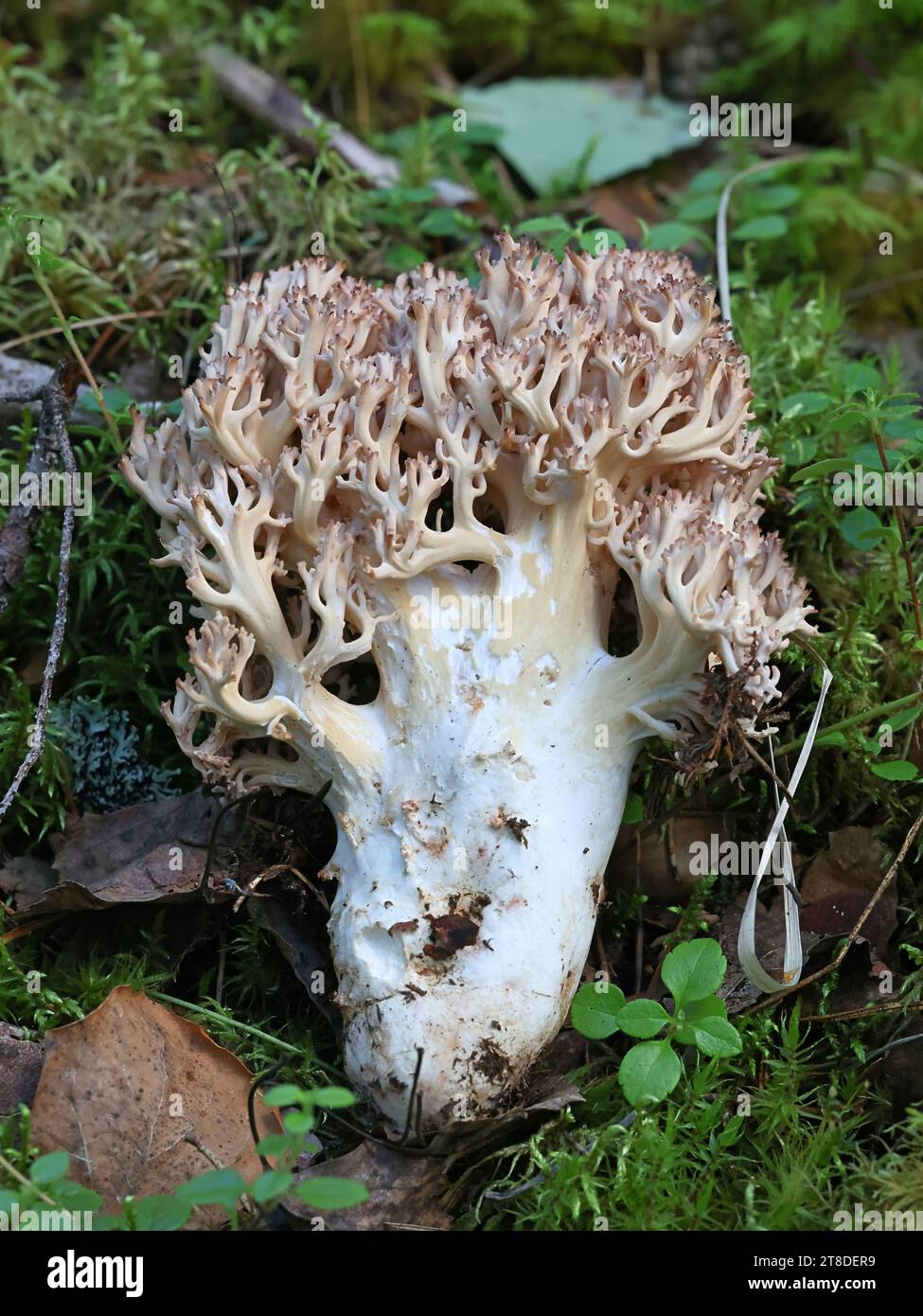 Ramaria botrytis, communément connu sous le nom de corail groupé, champignon de corail à pointe rose, ou corail chou-fleur, champignon sauvage de Finlande Banque D'Images