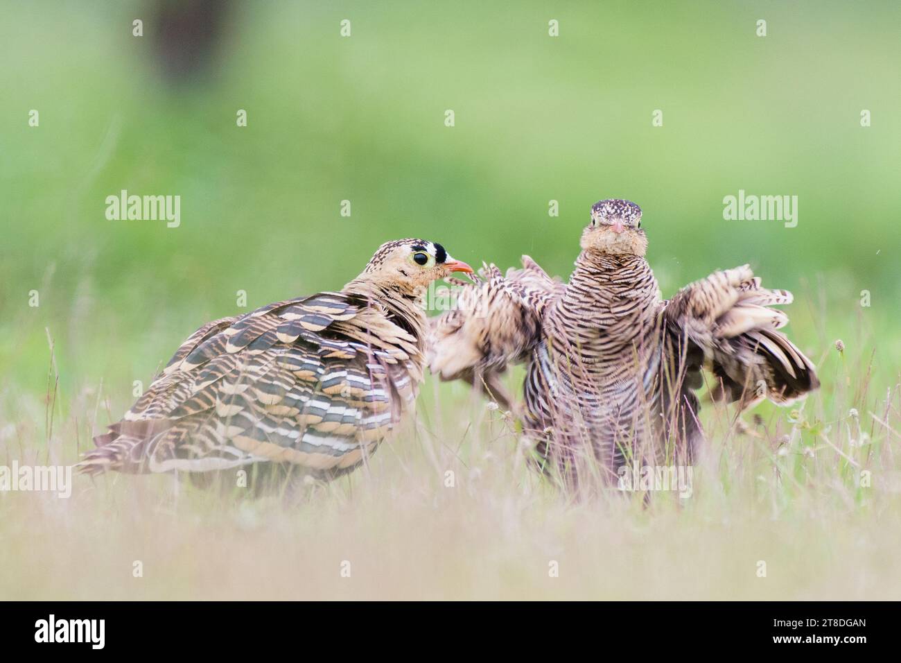 Oiseau francolin peint Banque D'Images