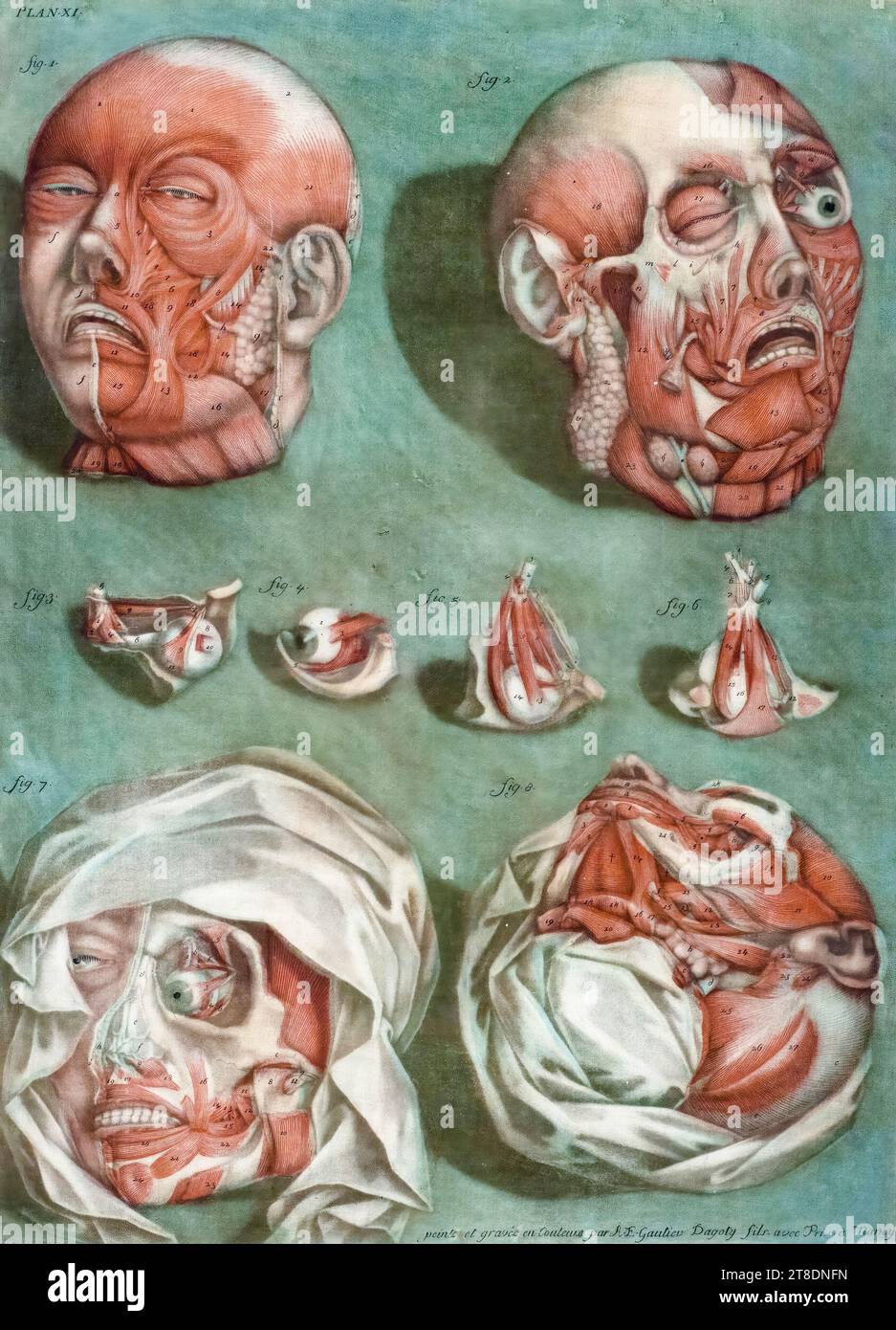 Arnaud-Éloi Gautier-Dagoty, études de la tête et des yeux (étude anatomique), empreinte mezzotinte, 1772-1773 Banque D'Images