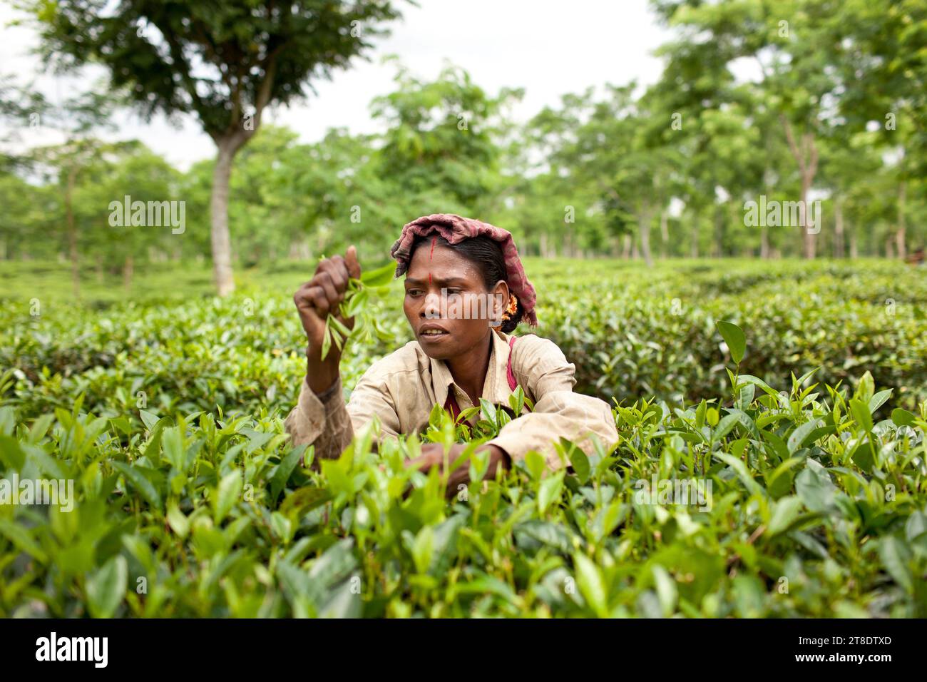 La plantation de thé au Bangladesh Banque D'Images