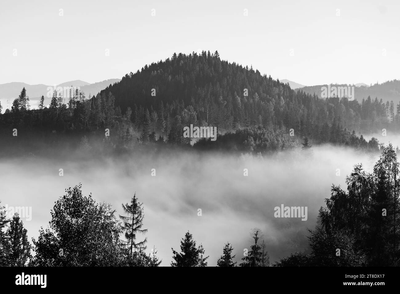 Le sommet de la montagne couvert de bois dans la brume matinale Banque D'Images