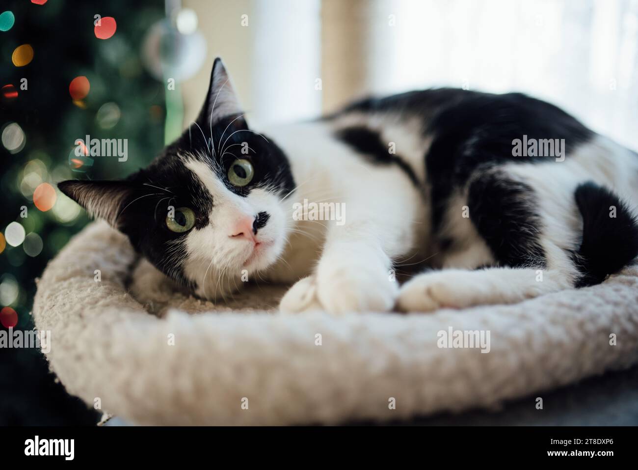 Gros plan de chat noir et blanc couché sur le lit de chat en face de CH Banque D'Images