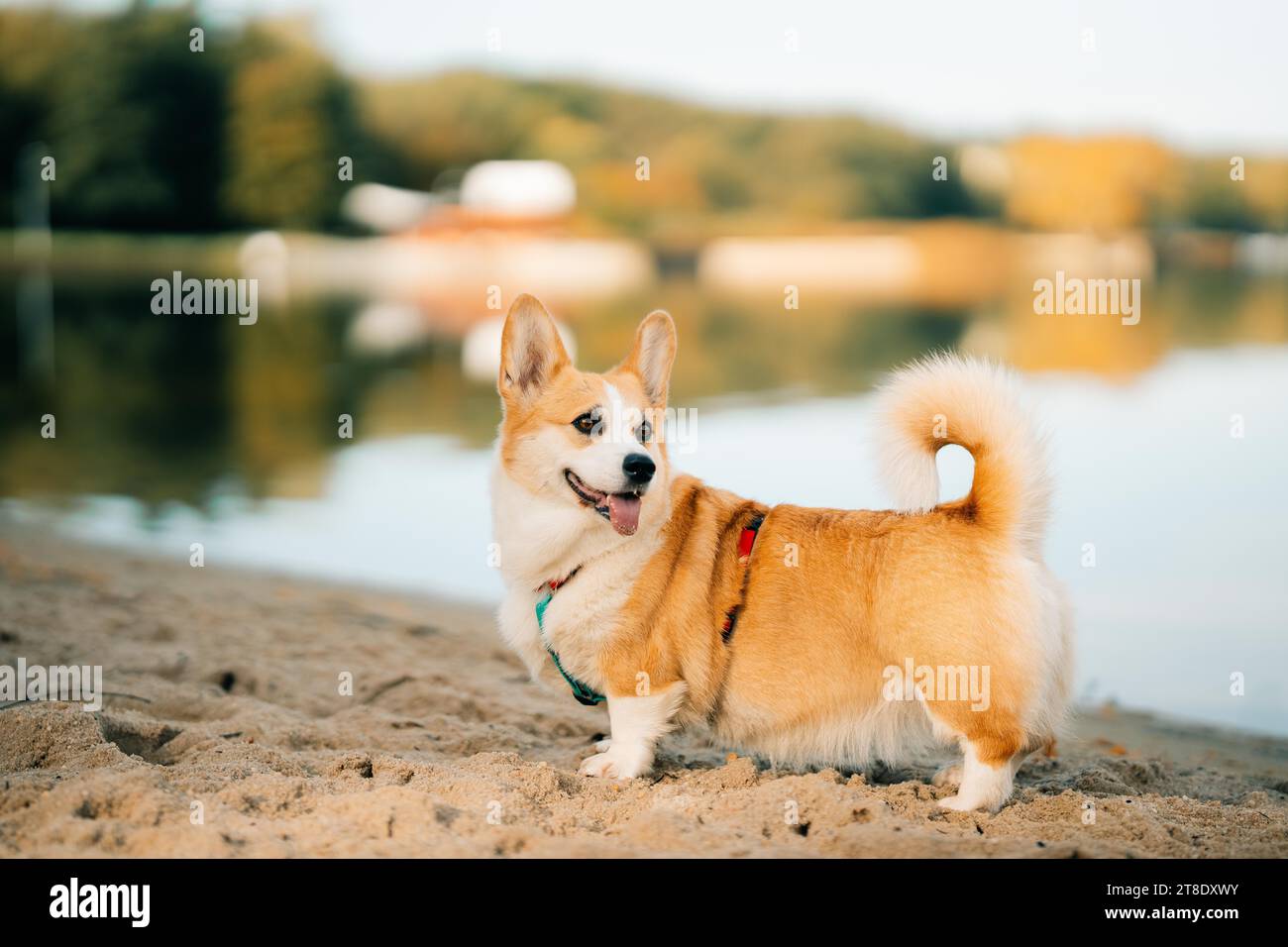 Chien Corgi par temps ensoleillé sur la plage près du lac Banque D'Images