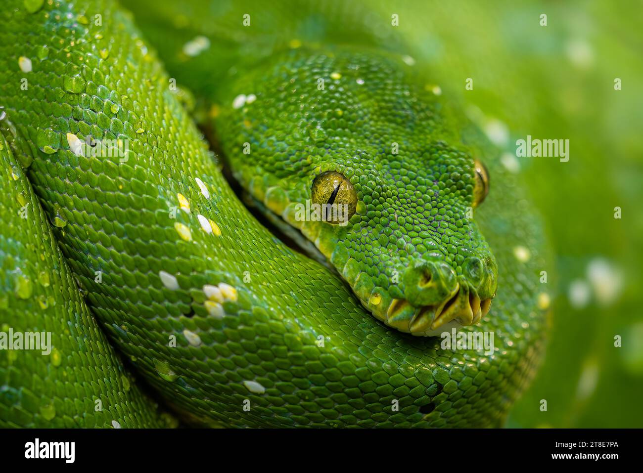 Green Tree Python - Morelia viridis, magnifique serpent vert des forêts tropicales et des forêts asiatiques, Papouasie-Nouvelle-Guinée. Banque D'Images