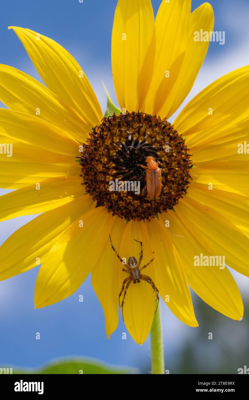 Un tisserand tacheté de l'Ouest, Neoscona oaxacensis, et un coléoptère sur un tournesol commun dans l'Utah. Banque D'Images