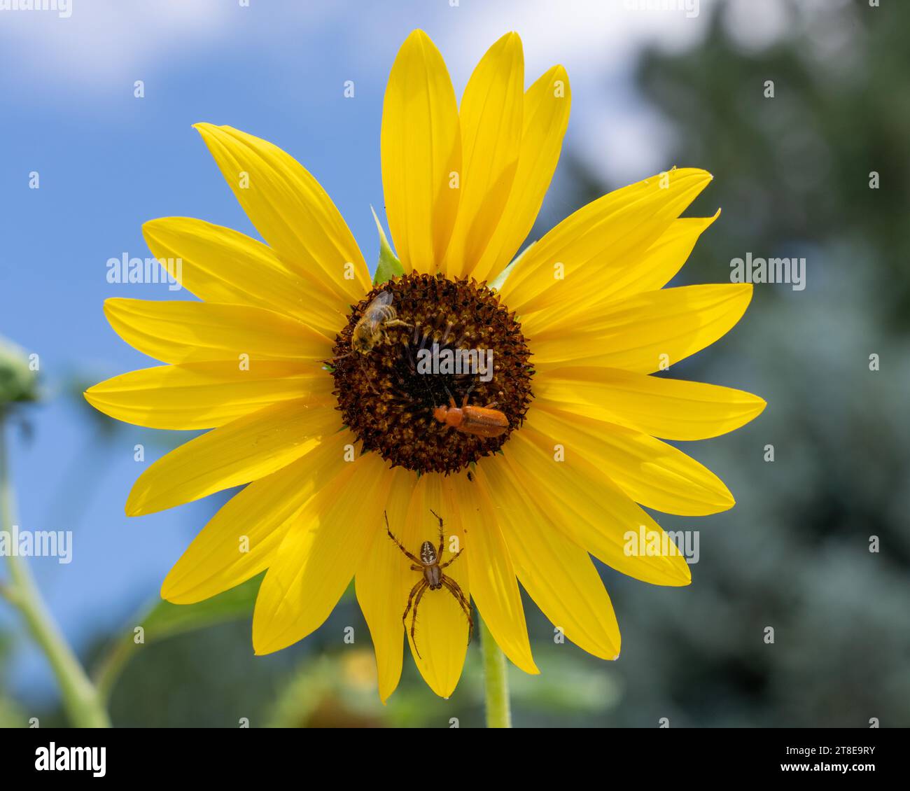 Un orbweaver à pois de l'Ouest, une abeille mineure à deux pois et un coléoptère sur un tournesol commun. Banque D'Images