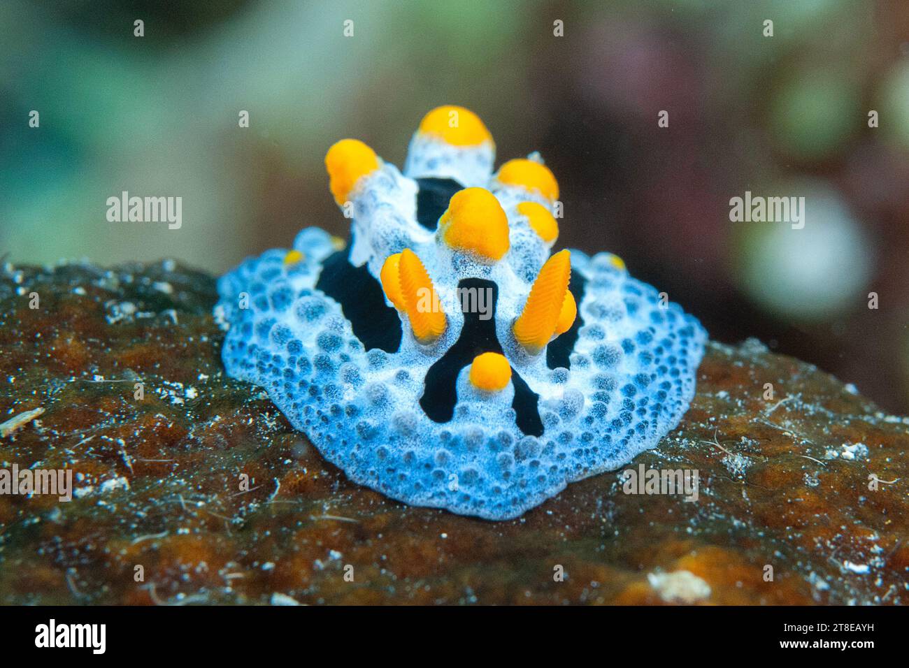 Phyllidia nudibranch céleste rampe sur le corail de Bali Banque D'Images
