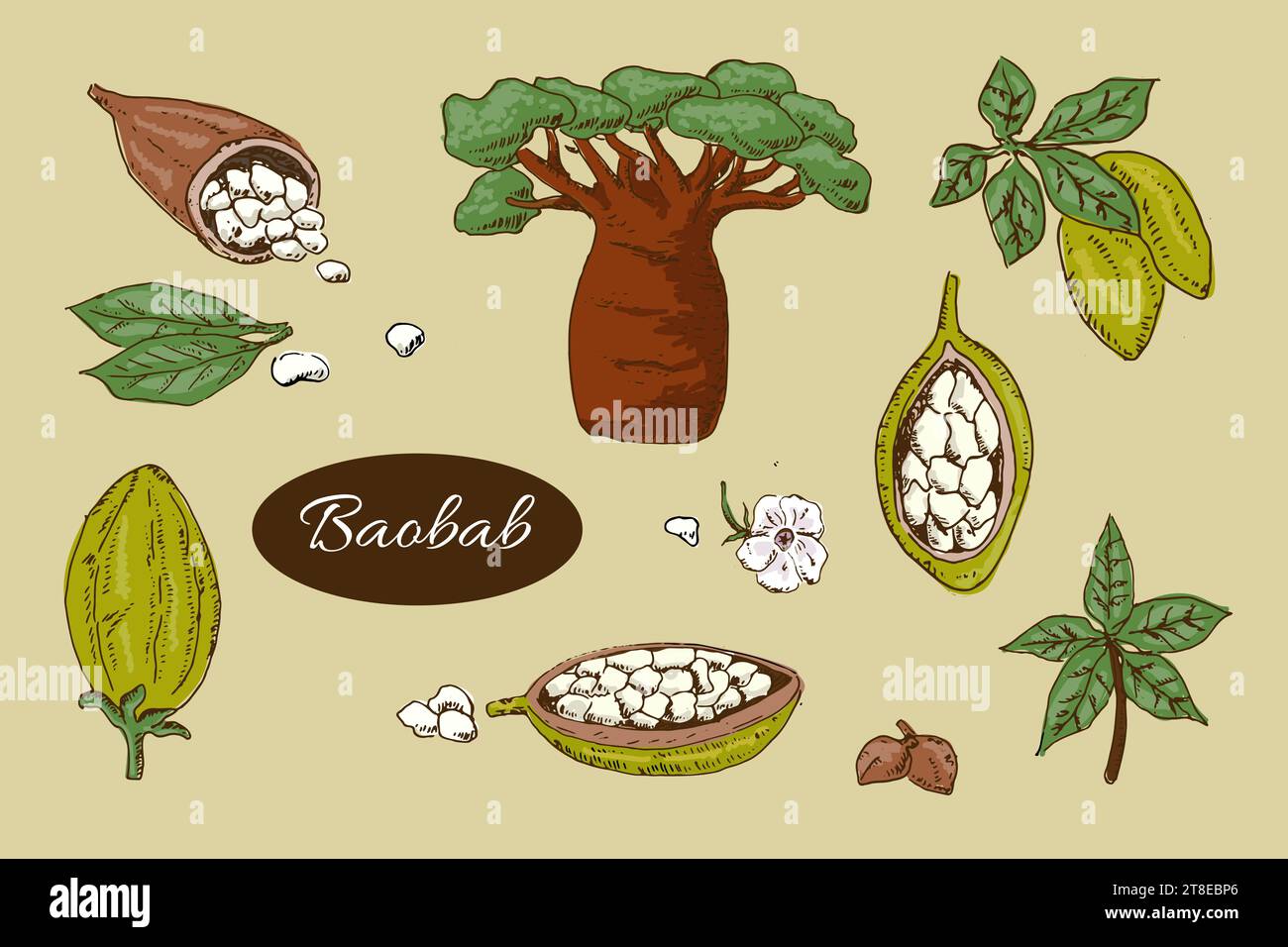 baobab arbre et haricots, feuilles - ensemble coloré Illustration de Vecteur
