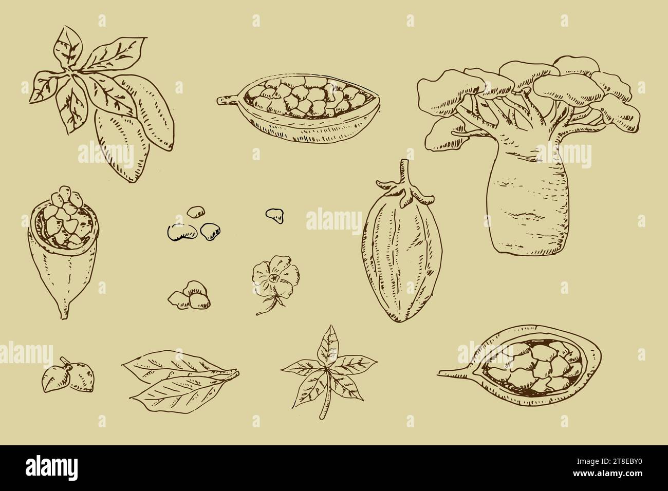 graines de baobab et haricots, croquis de contour des parties de la plante Illustration de Vecteur