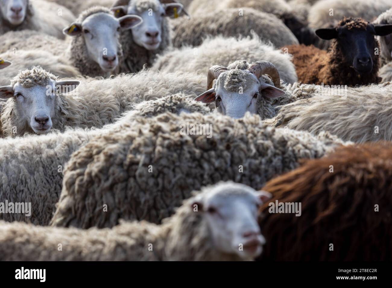 Les moutons paissent paisiblement dans la plume. Beaucoup de beaux agneaux. Les rayons du soleil illuminent la laine blanche, noire et brune des brebis. Ils hu Banque D'Images