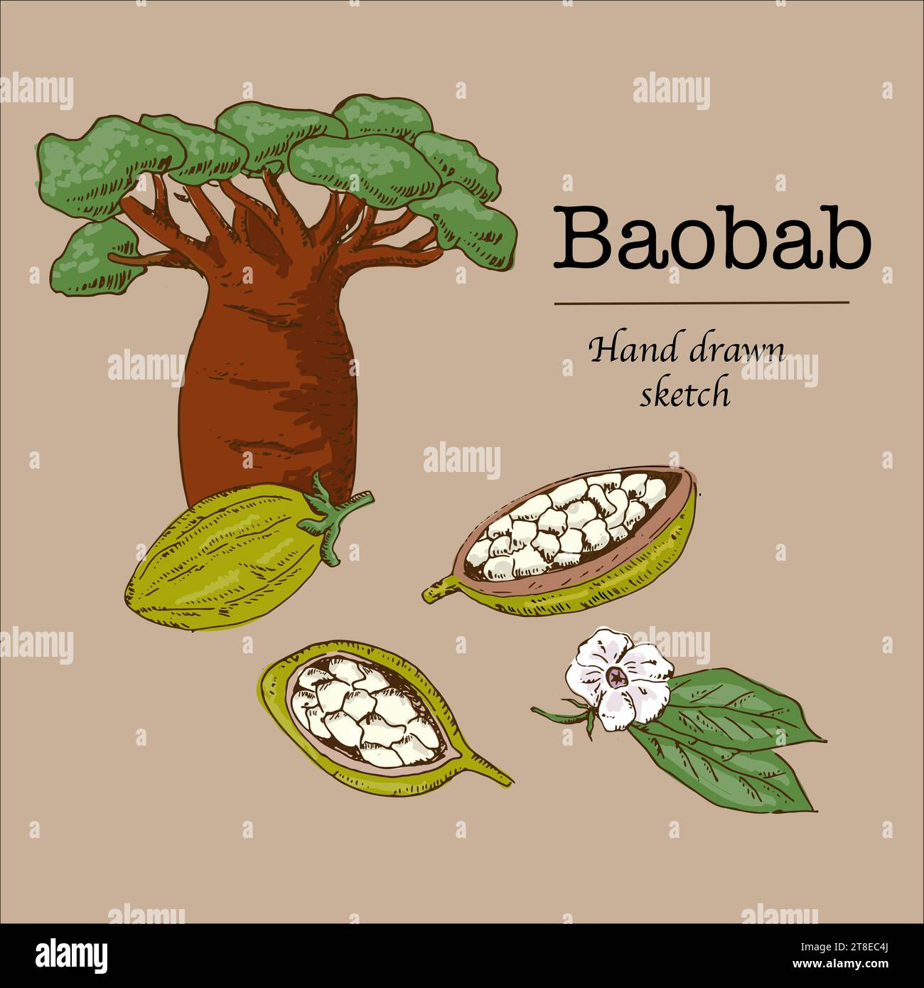 fond d'esquisse dessiné à la main de dessin animé baobab Illustration de Vecteur
