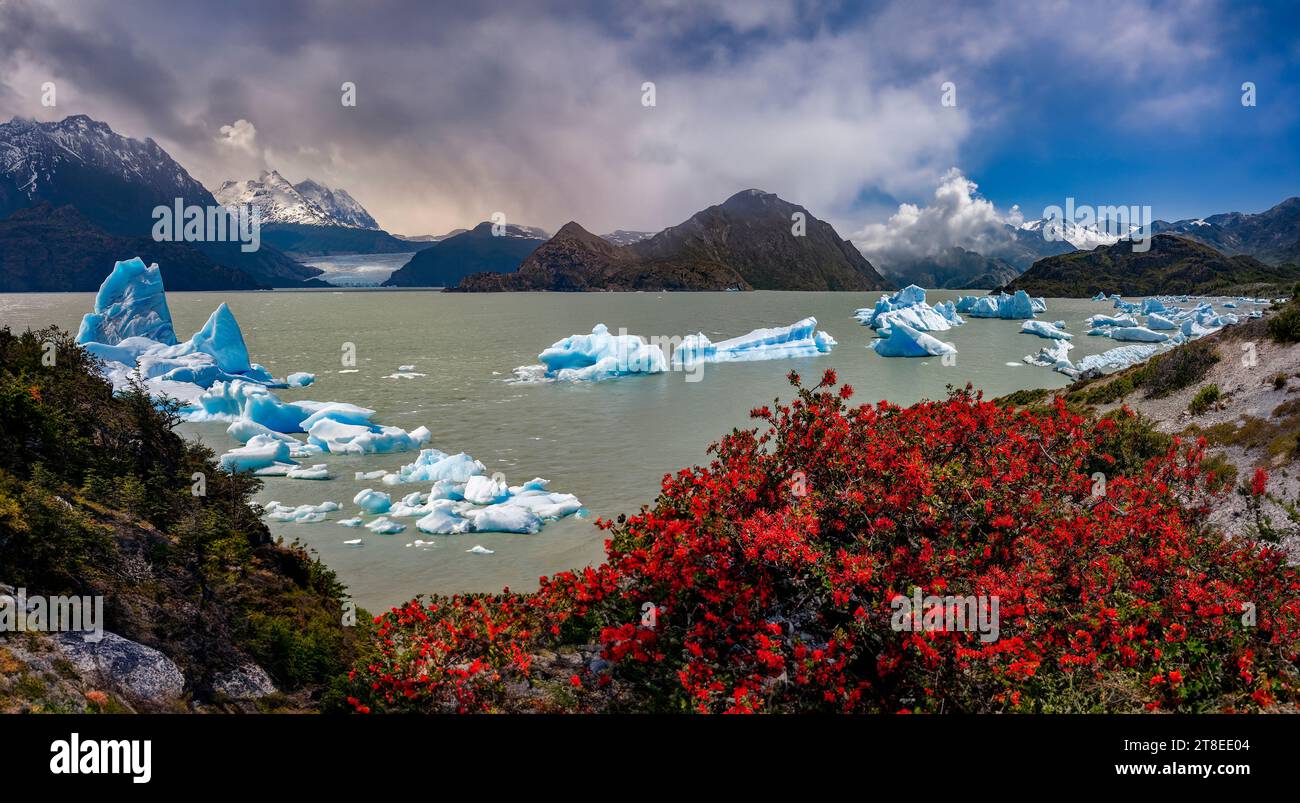 Firebush chilien et icebergs dans Largo gris avec le Glacier Grey dans le lointain. Parc National Torres del Paine, en Patagonie, dans le sud du Chili, de sorte Banque D'Images