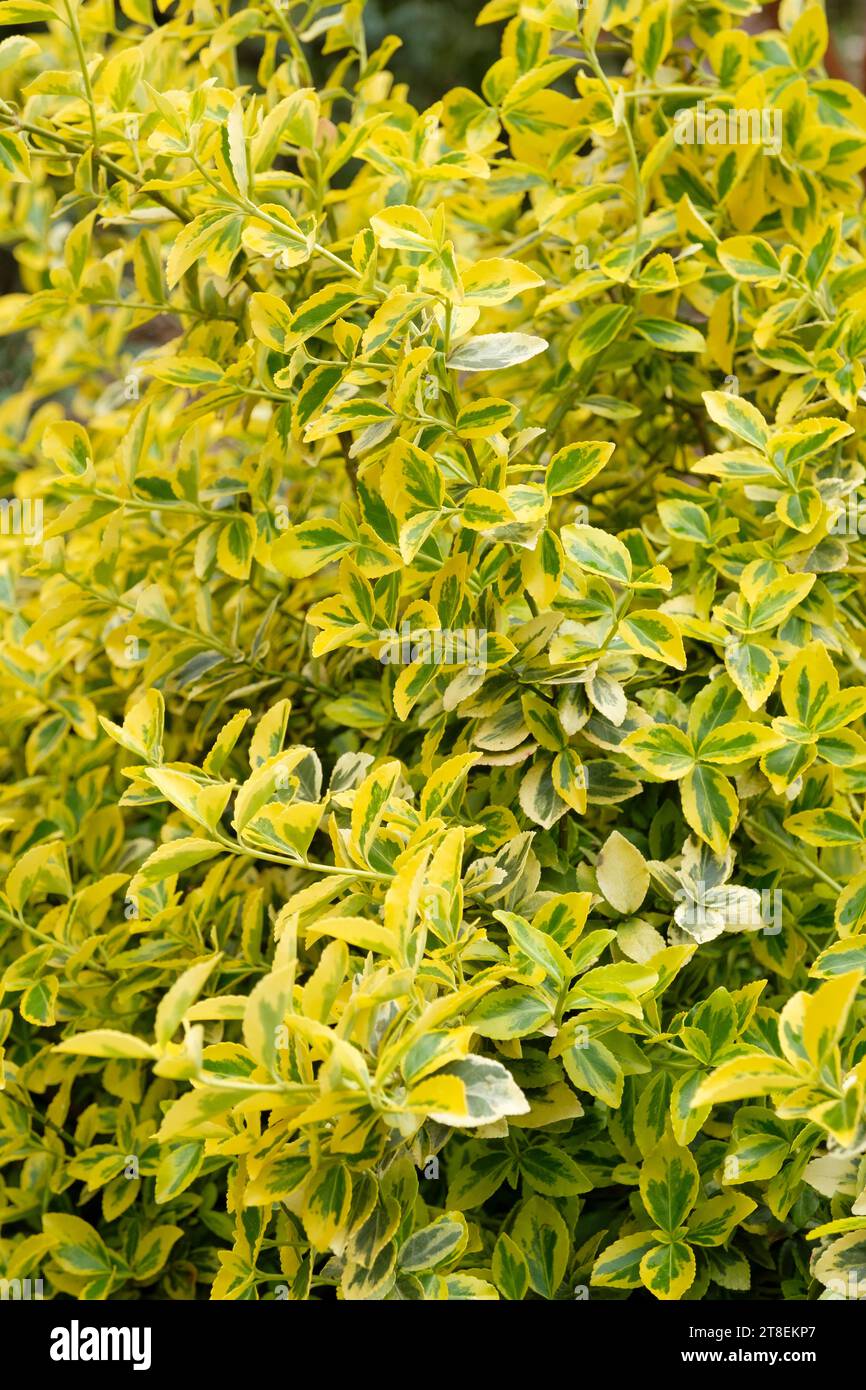 Euonymus fortunei Emerald 'n' Gold, fuseau Emerald 'n' Gold, arbuste jaune à feuilles persistantes Banque D'Images