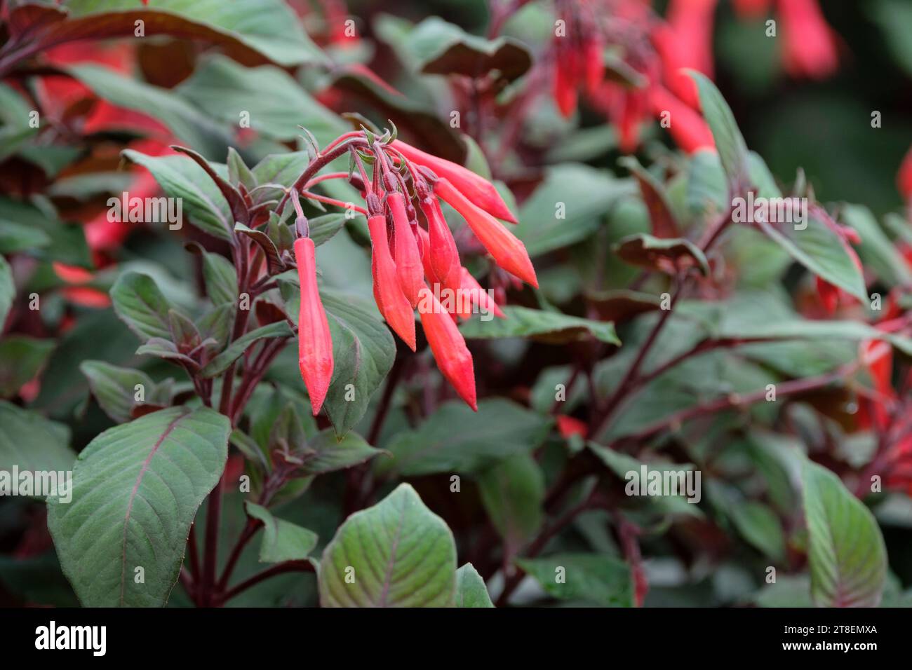 Fuchsia Koralle fulgens, buisson droit de triphylla, fleurs rouge orangé tubes minces, petits pétales, Banque D'Images