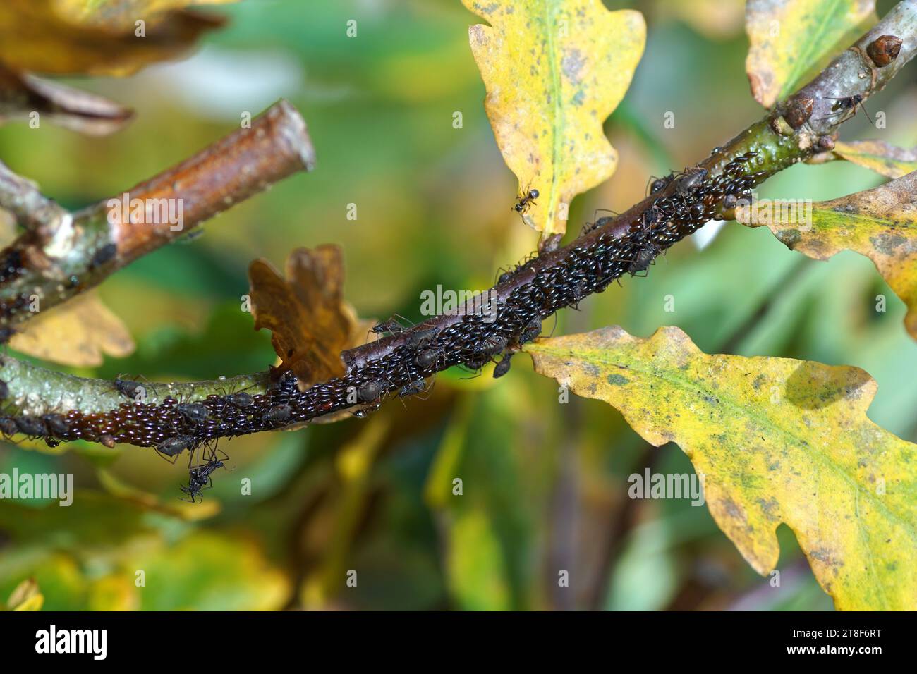 Gros plan pucerons de chêne variégés (Lachnus roboris) avec de nombreux œufs d'hiver sur une tige de chêne (Quercus). Automne, Bovember, jardin hollandais Banque D'Images