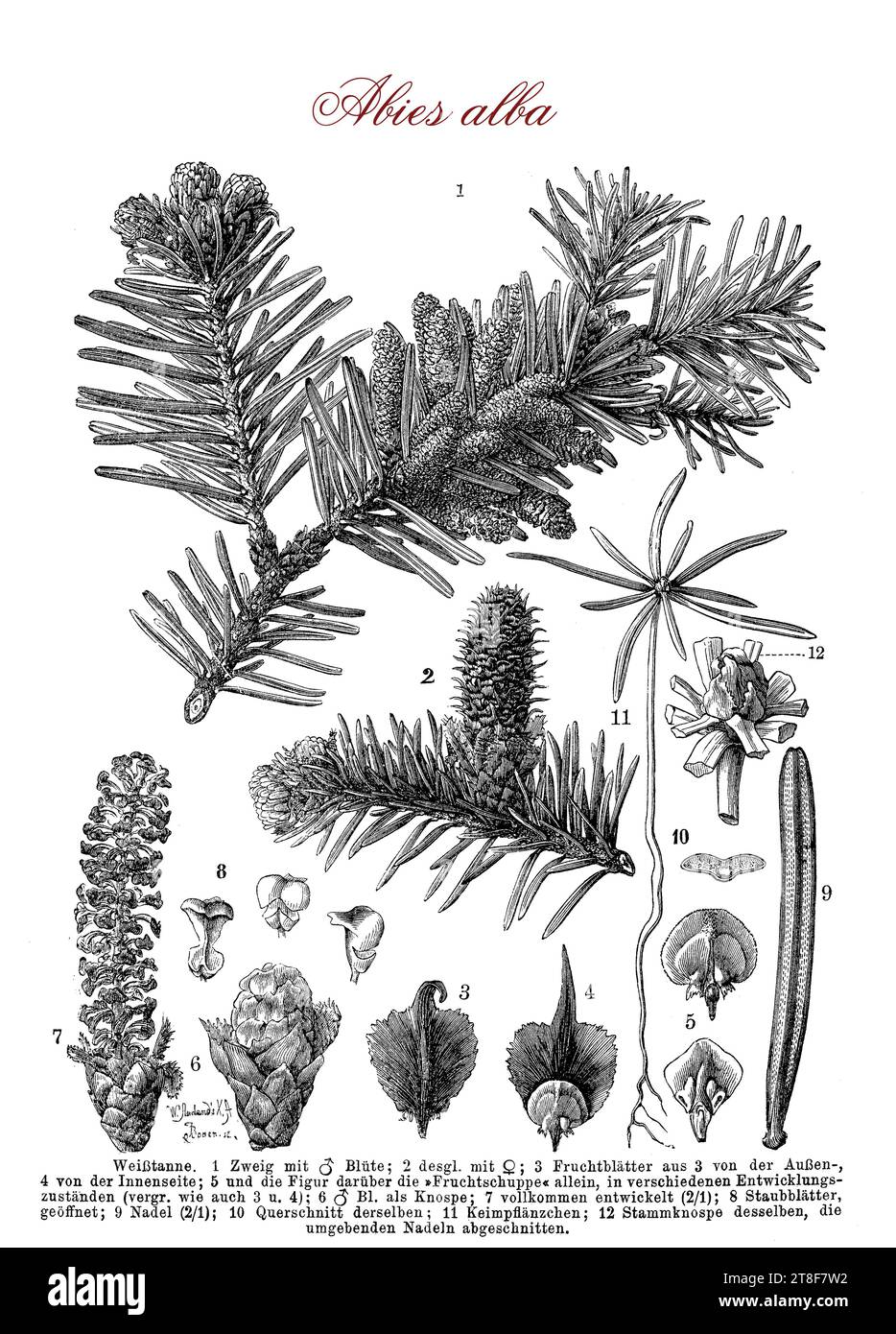 Tableau morphologique d'Abies alba, sapin argenté européen ou sapin argenté, originaire des montagnes d'Europe, conifères à feuilles persistantes, aiguilles comme feuilles et larges cônes, cultivés pour la plantation d'arbres de Noël pour la forme triangulaire symétrique, feuillage dense et odeur de résine Banque D'Images