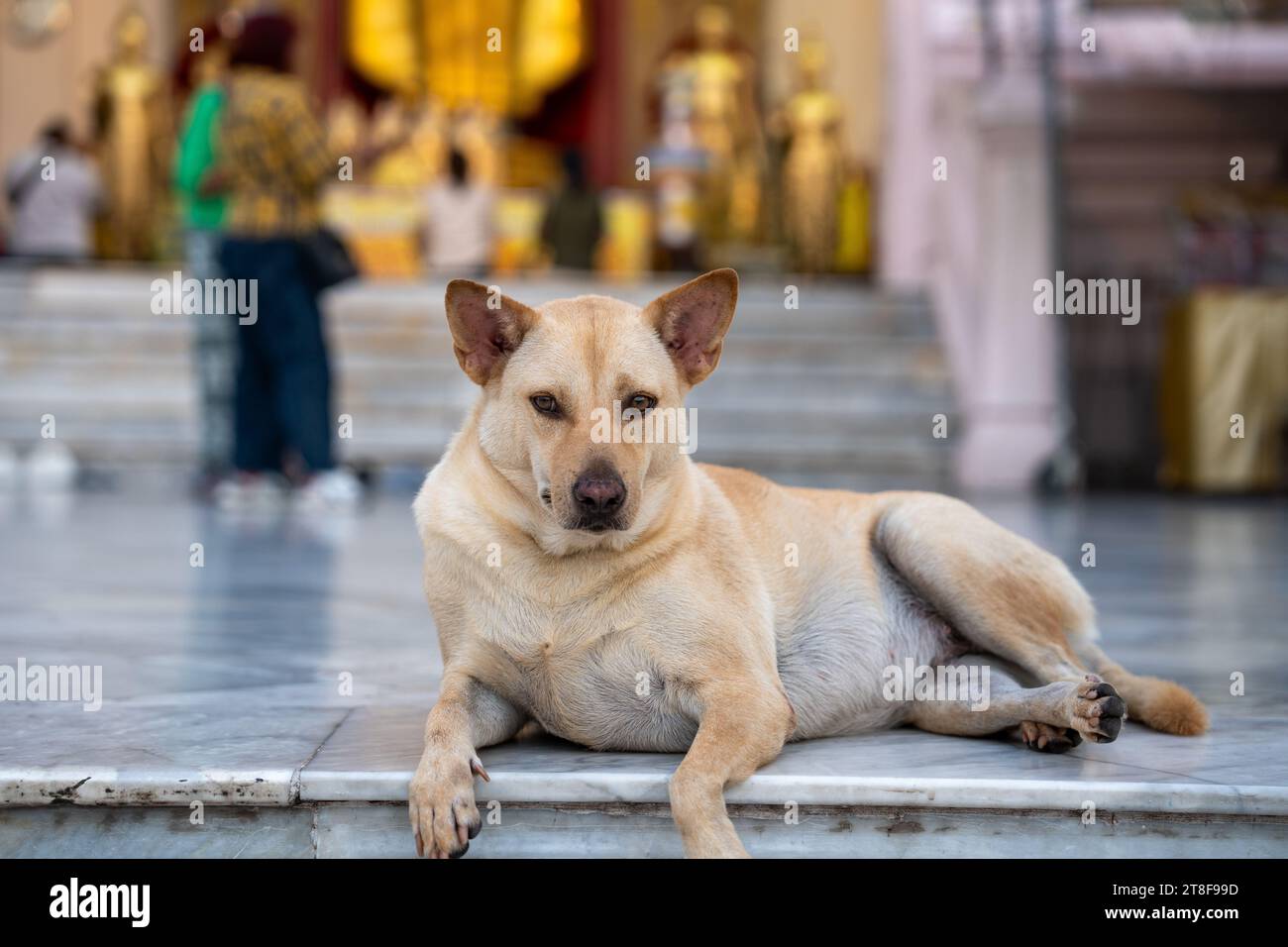 Un chien de rue thaïlandais à Phra Pathom Chedi Ratchaworamahawihan à Nakhon Pathom Thaïlande Asie Banque D'Images