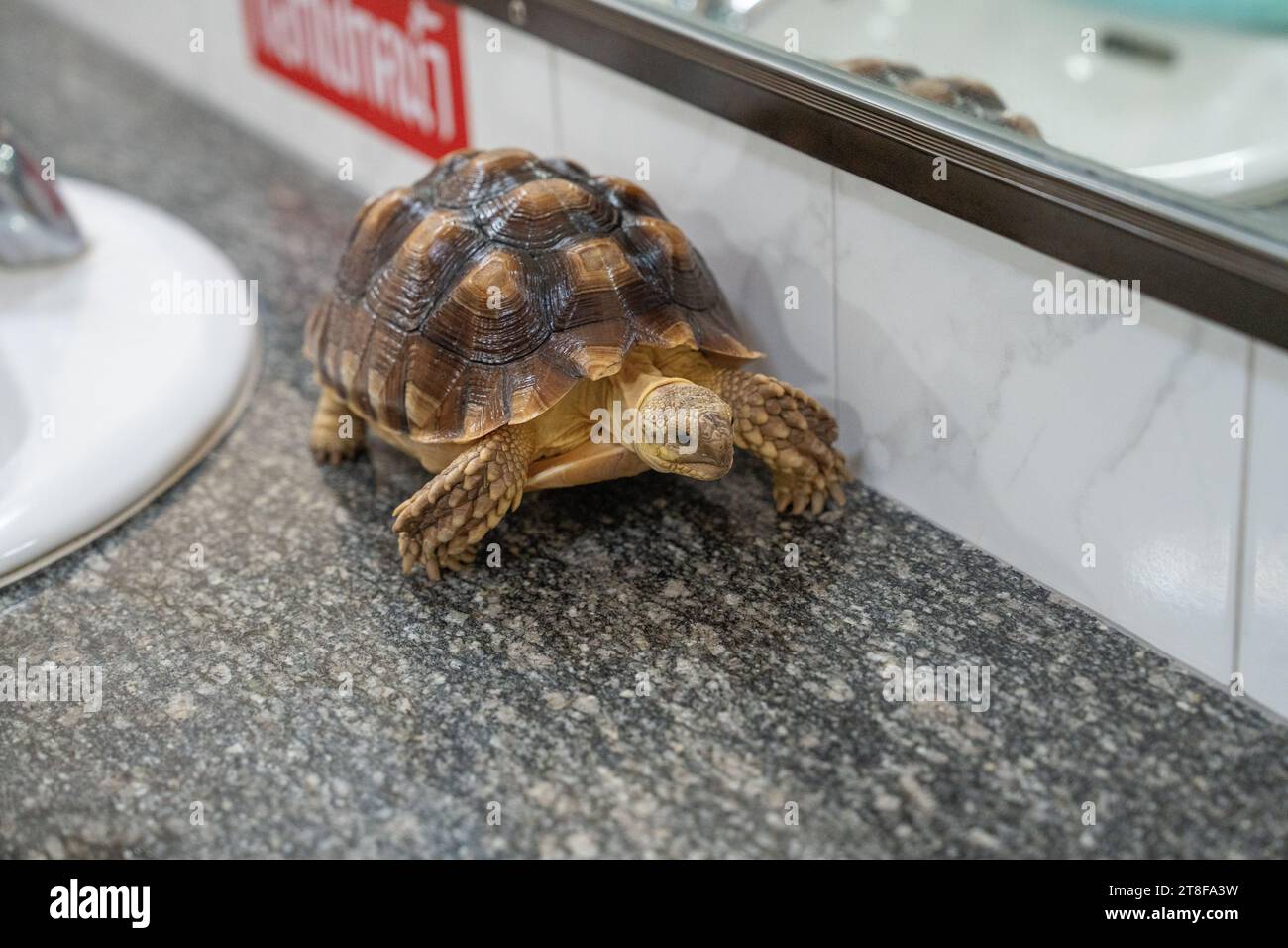 Une tortue en mouvement sur un lavabo dans une salle de toilette Banque D'Images