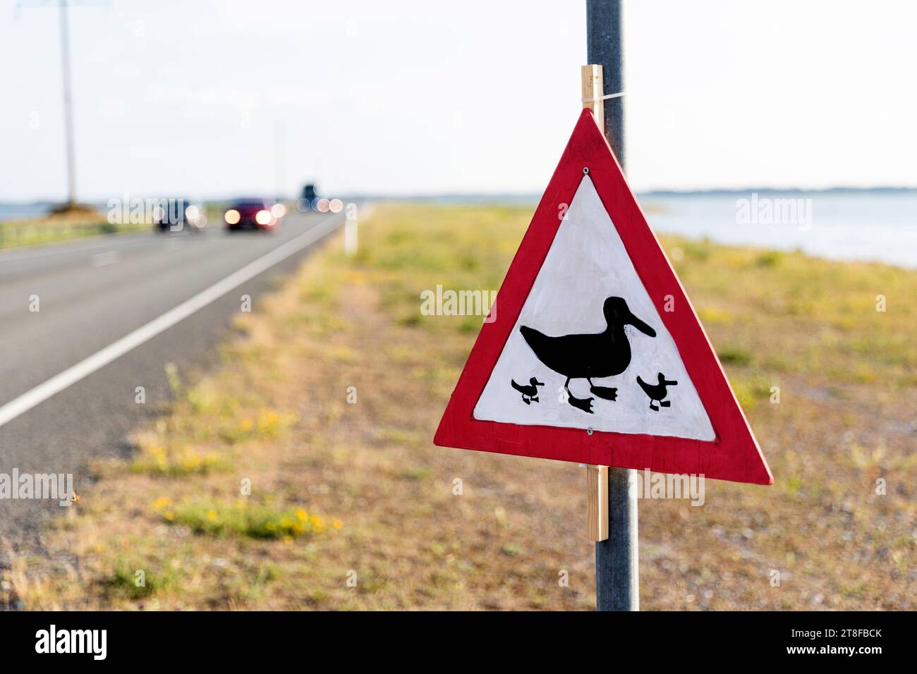 Joli panneau d'avertissement pour les animaux sur la route - canards, sur l'île de Saaremaa, Estonie Banque D'Images