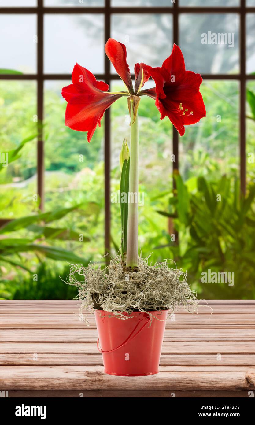 amaryllis fleur rouge nouvelle vie avec fond de jardin Banque D'Images