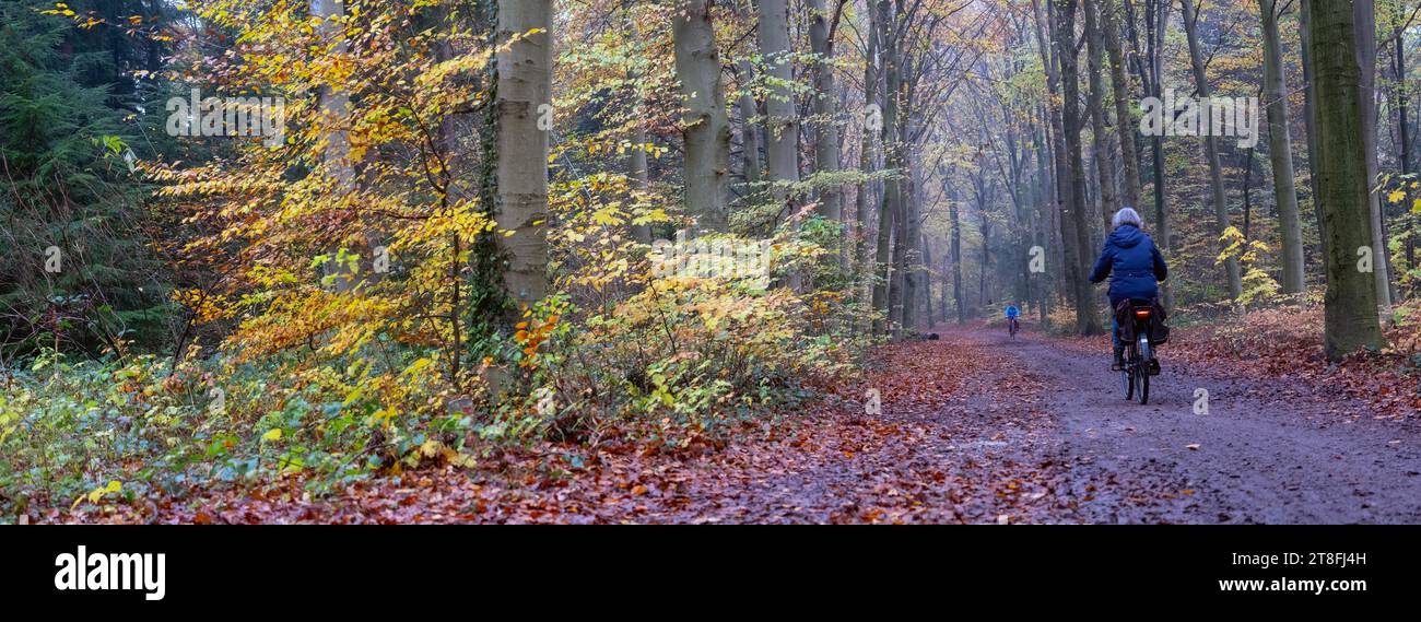 femme fait du vélo près d'utrecht aux pays-bas sur la route forestière entre les feuilles colorées à l'automne Banque D'Images