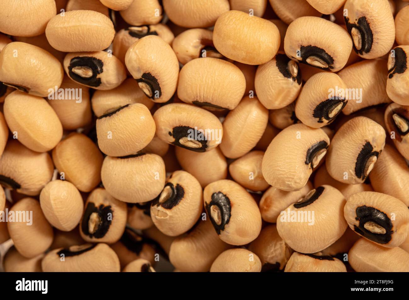 Gros plan sur la nature morte des pois à yeux noirs d'importance commerciale. Affiche prête Banque D'Images