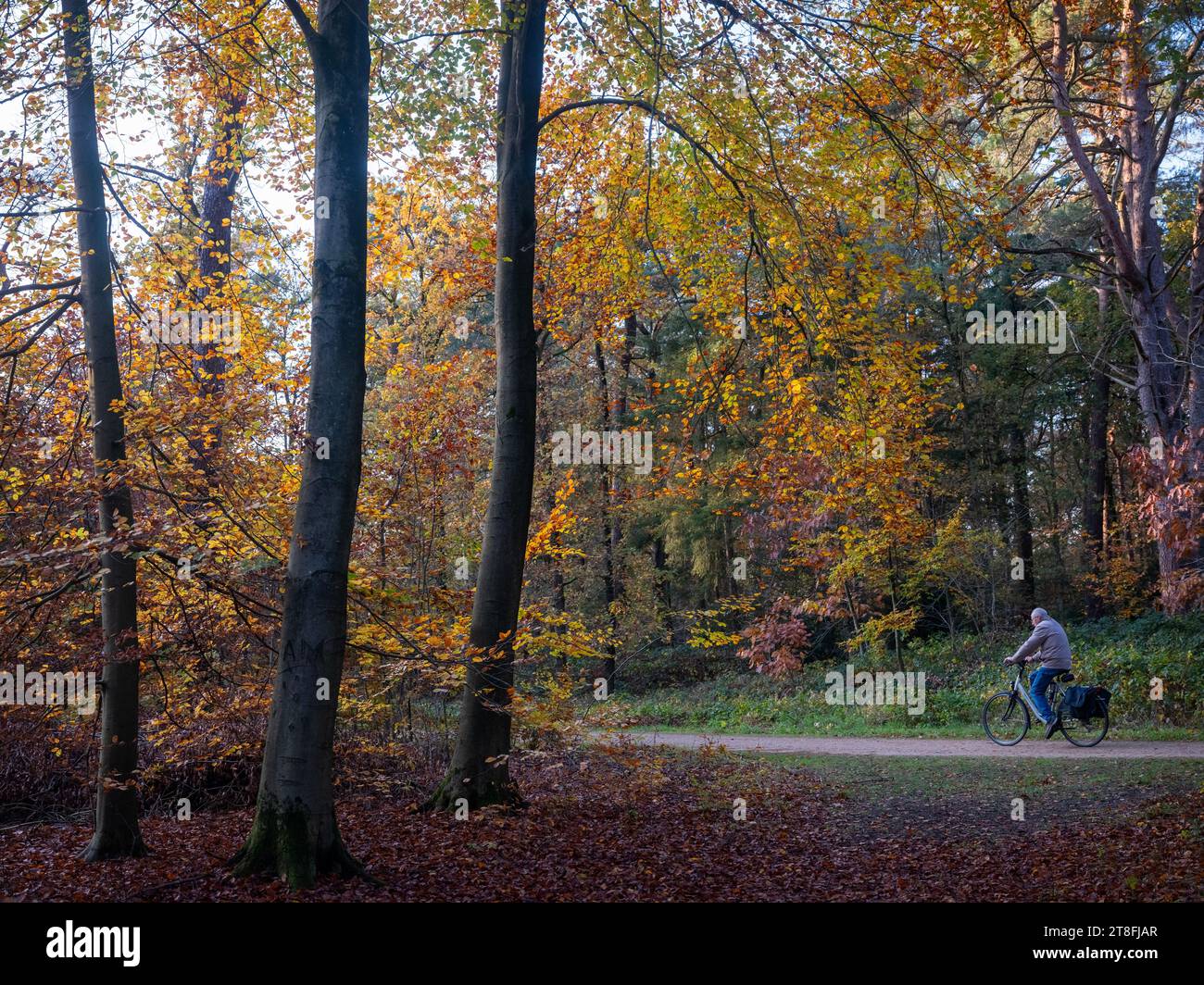 driebergen, pays-bas, 17 novembre 2023 : un homme à vélo passe devant des arbres ensoleillés avec de belles feuilles d'automne colorées Banque D'Images