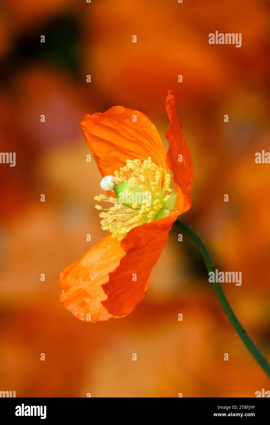 Craigavon, comté d'Armagh, Irlande du Nord, Royaume-Uni. 20 novembre 2023. Météo britannique - une journée sèche mais froide dans la brise modérée du nord-ouest. Une fleur de pavot orange en fleur en novembre sur fond de feuilles d'automne. Crédit : CAZIMB/Alamy Live News. Banque D'Images