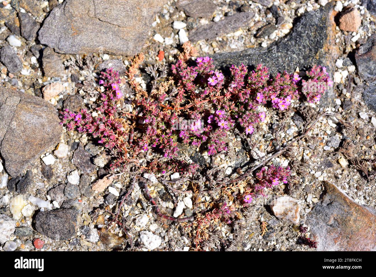 La lande de mer (Frankenia laevis) est un arbuste prostrate originaire des côtes de la Macaronesia, du nord de l'Afrique et du sud-ouest de l'Europe et des sols salins de l'intérieur. Banque D'Images