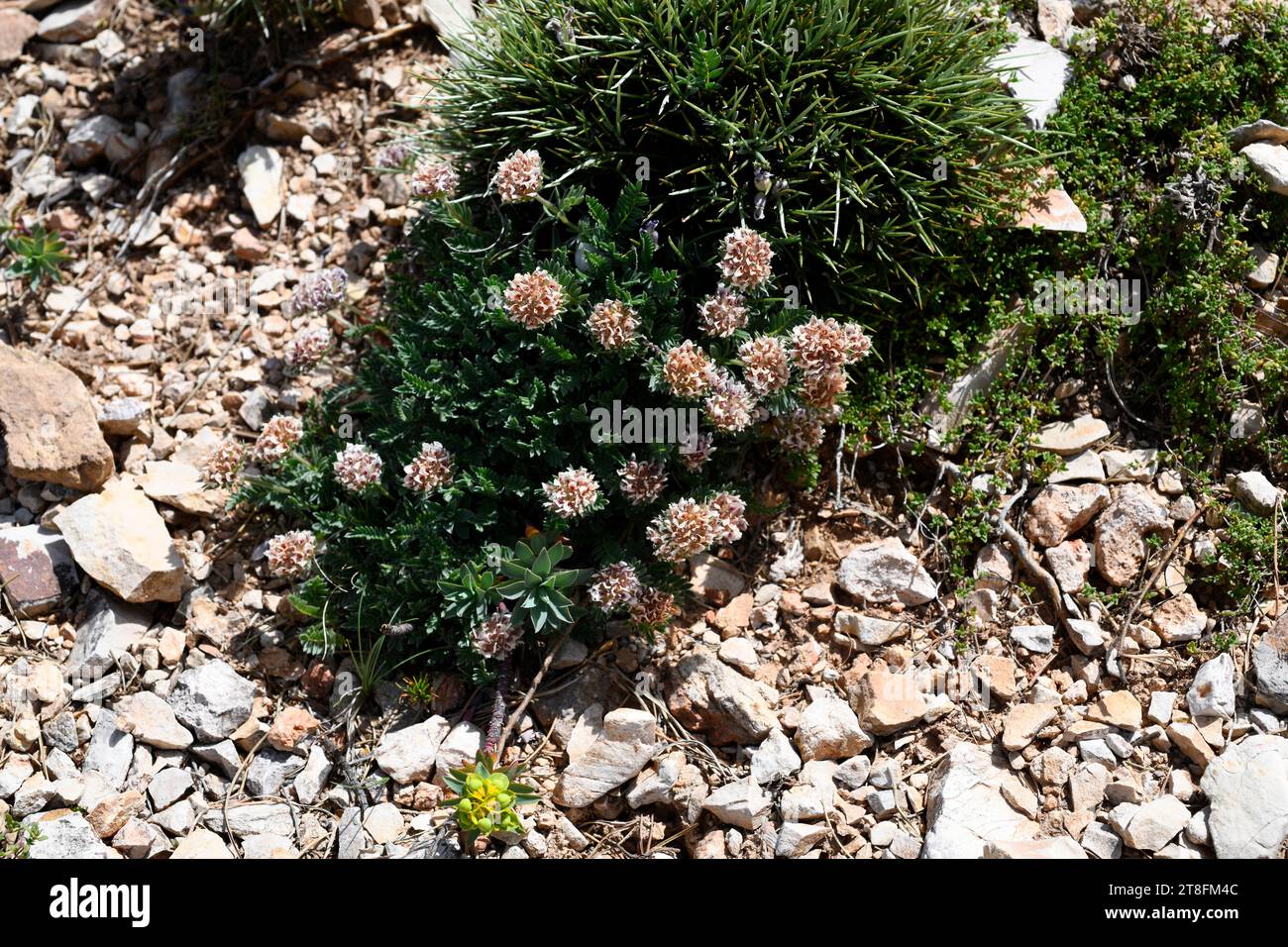 Astragalus purpureus est un arbuste originaire des montagnes du sud de l'Europe, de l'Espagne aux Balkans. Cette photo a été prise à ports de Beseit, Tarragona, Cat Banque D'Images