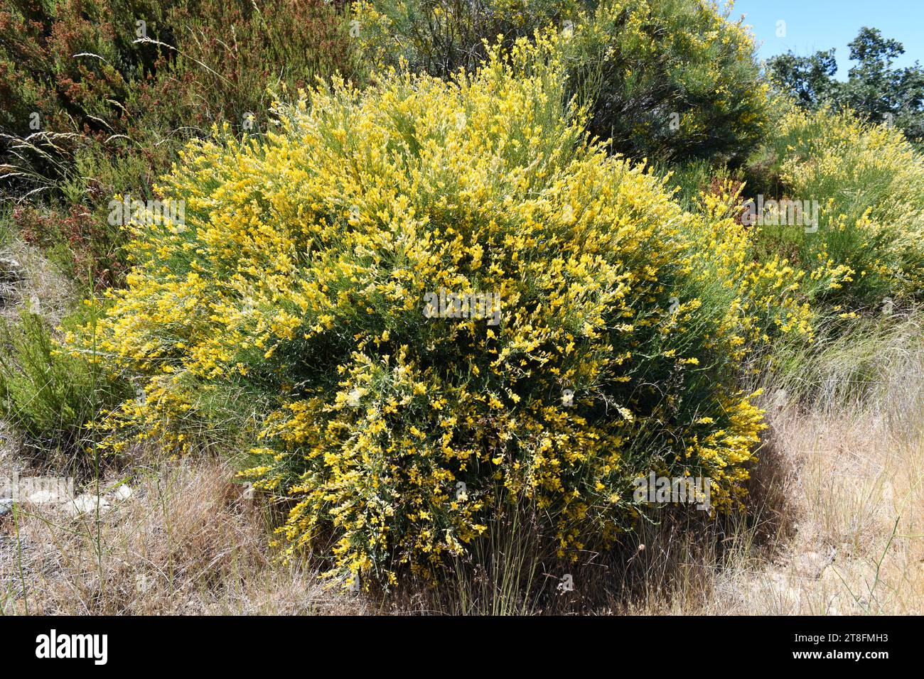 Hiniesta (Genista cinerascens ou Genista cinerea cinerascens) est un