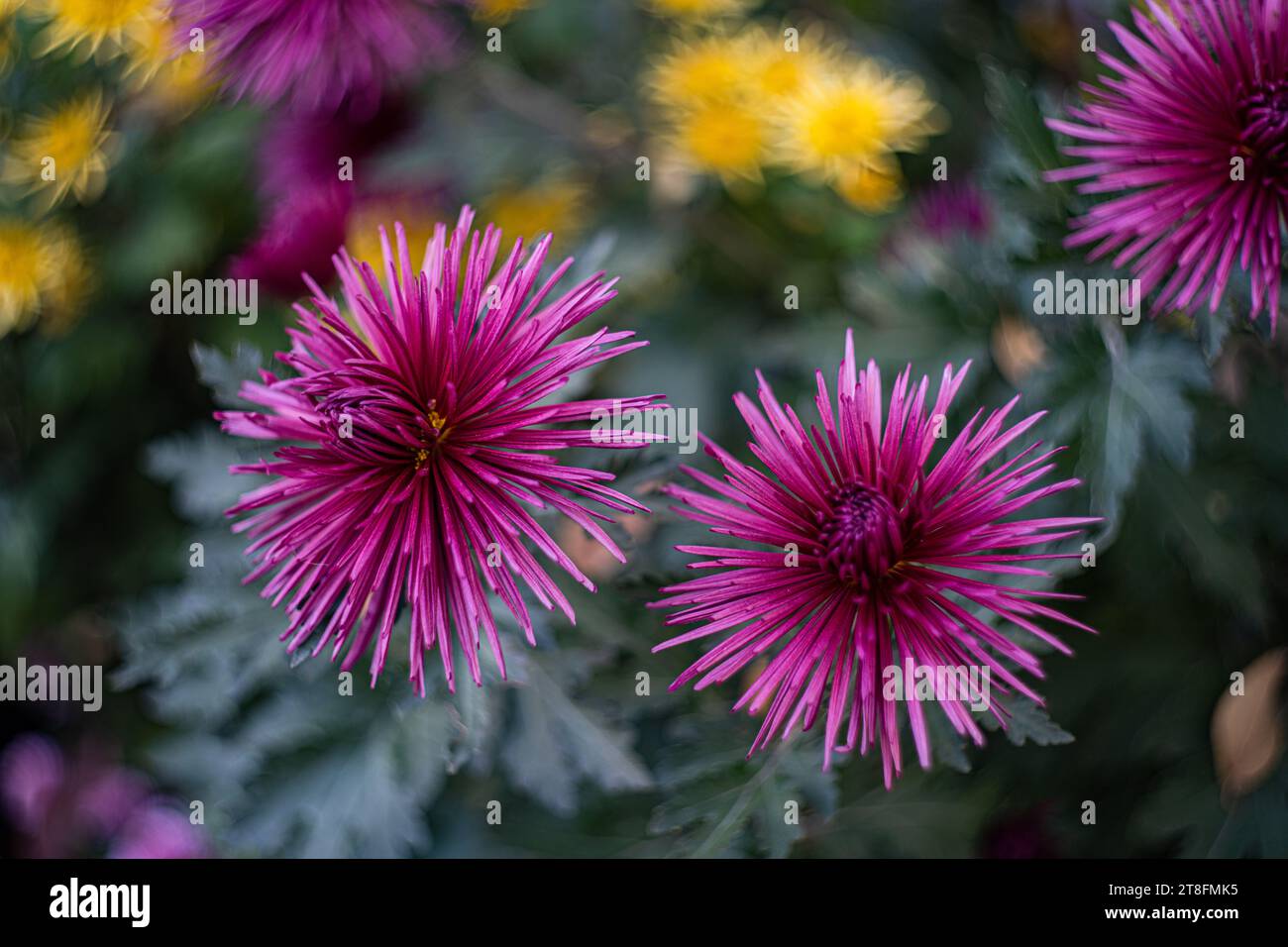Gros plan de fleurs violettes sa structure complexe de pétales et sa profondeur mettant en valeur la beauté naturelle des fleurs d'automne Banque D'Images