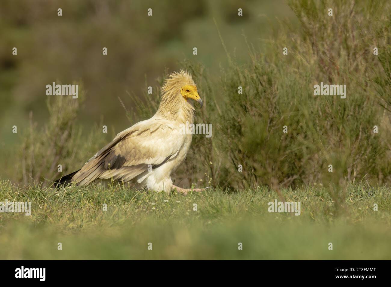 Un vautour égyptien observe ses environs tout en étant gracieusement perché au milieu d'une végétation luxuriante dans son habitat naturel. Banque D'Images