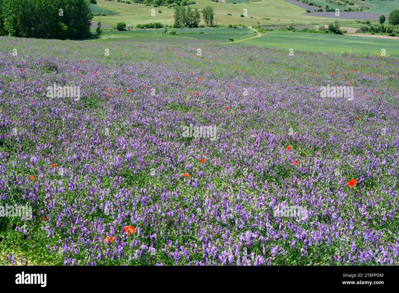 La vesce touffetée (Vicia cracca) est une plante vivace originaire d'Eurasie. Cette photo a été prise à Riba de Santiuste, Guadalajara, Castilla-la Mancha, Espagne Banque D'Images