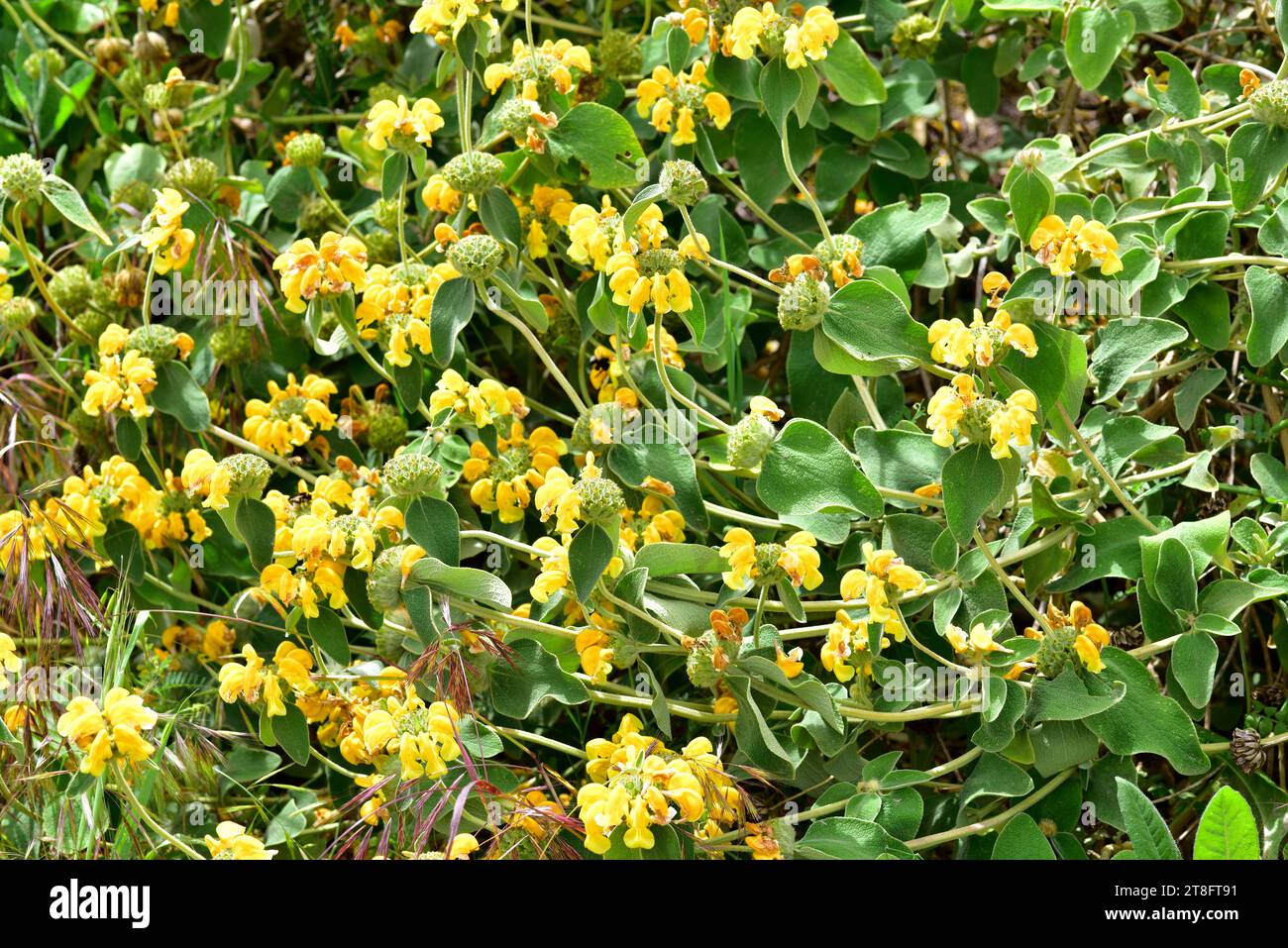 La sauge de Jérusalem à feuilles dorées (Phlomis chrysophylla) est un arbuste à feuilles persistantes originaire du sud-ouest de l'Asie. Plante à fleurs. Banque D'Images