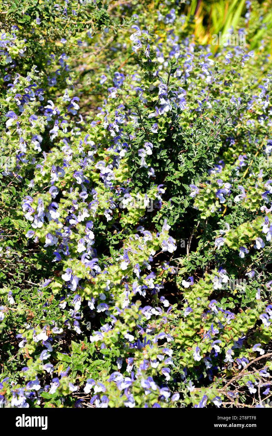 Graines De Sauge Bleue - 200 Graines Par Sac - Salvia Pour Jardinage Intérieur Ou Extérieur