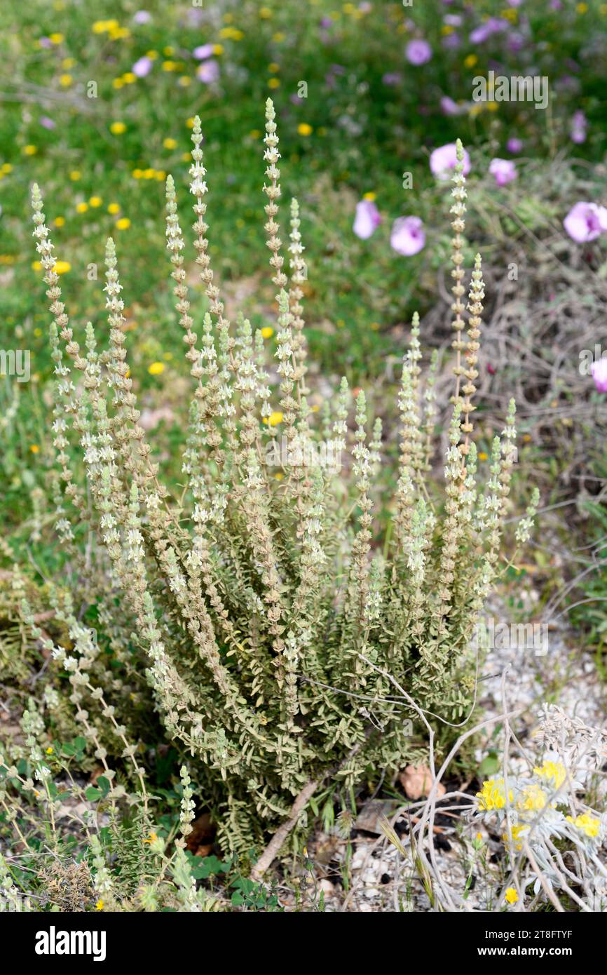 Sideritis reverchonii est un arbuste en voie de disparition endémique au sud de l'Espagne (Cadix et Malaga). Cette photo a été prise à Malaga, Andalousie, Espagne. Banque D'Images