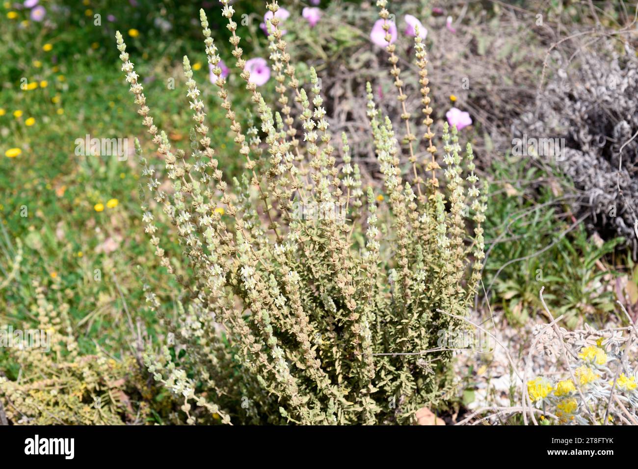 Sideritis reverchonii est un arbuste en voie de disparition endémique au sud de l'Espagne (Cadix et Malaga). Cette photo a été prise à Malaga, Andalousie, Espagne. Banque D'Images