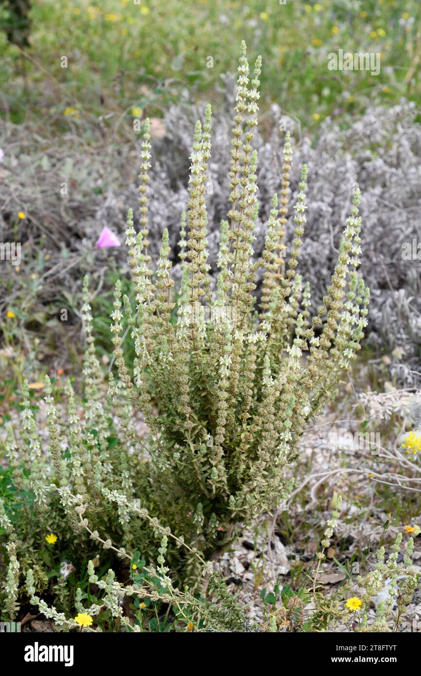 Sideritis reverchonii est un arbuste en voie de disparition endémique au sud de l'Espagne (Cadix et Malaga). Cette photo a été prise à Malaga, Andalousie, Espagne. Banque D'Images