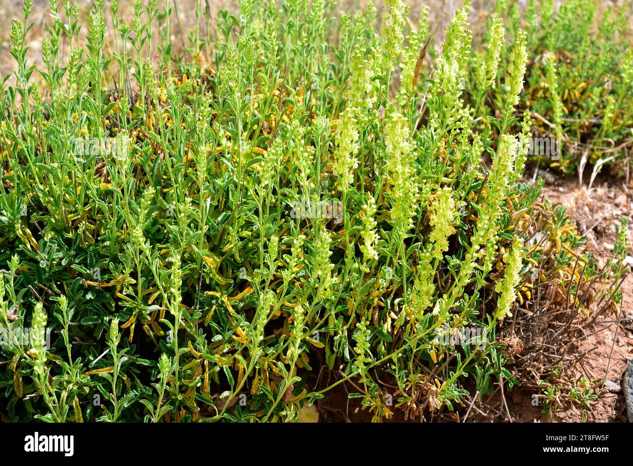 Le Teucrium oxylepis est une plante vivace originaire du centre et du sud de l'Espagne. Cette photo a été prise en Sierra Nevada, Grenade, Andalousie, Espagne. Banque D'Images