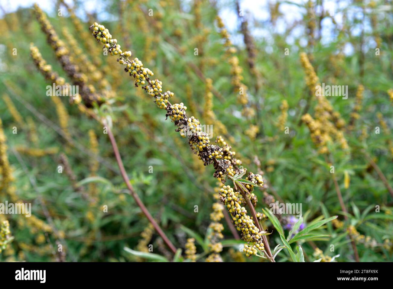 L'arbre chaste (Vitex agnus-castus) est un arbuste médicinal ou un petit arbre originaire de la région méditerranéenne, en particulier dans la bande côtière. Détail fruits. THI Banque D'Images