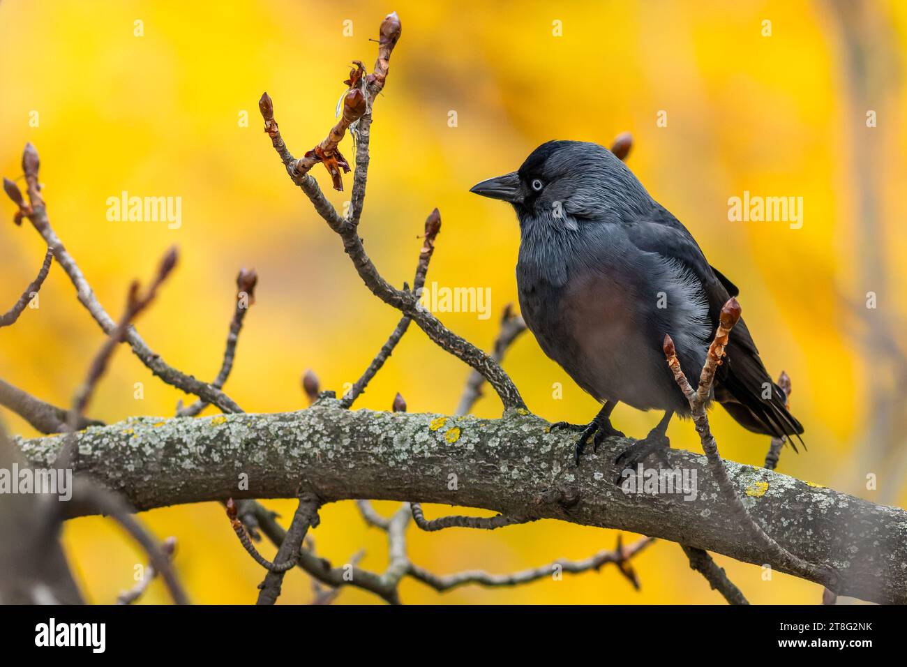 Le jackdaw eurasien, un oiseau noir et gris aux yeux bleus, perché sur une branche avec de petites brindilles. Fond jaune et orange. Colo d'automne coloré Banque D'Images